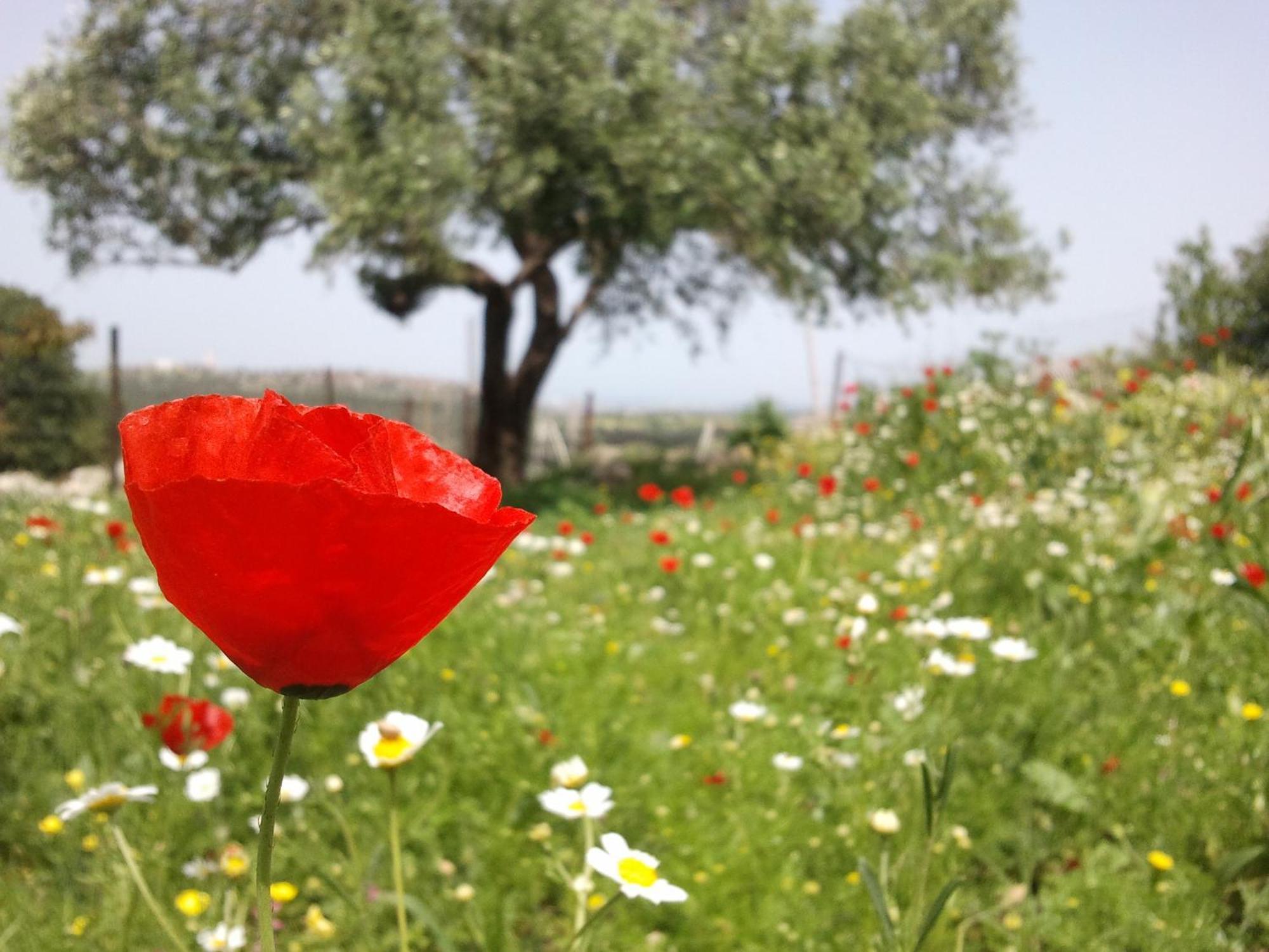 Galilee Bedouin Camplodge Tabash Exterior foto